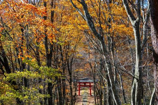 晩秋の長老神社⑻ 晩秋,紅葉,神社の写真素材