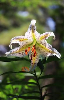 森にひっそり咲くやまゆりの花 森にひっそり咲くやまゆりの花の写真