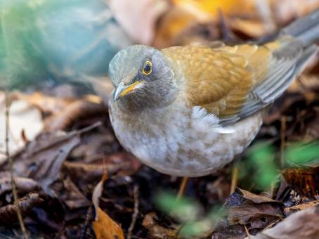 地面を歩くシロハラ・野鳥 地面を歩くシロハラ・野鳥の写真