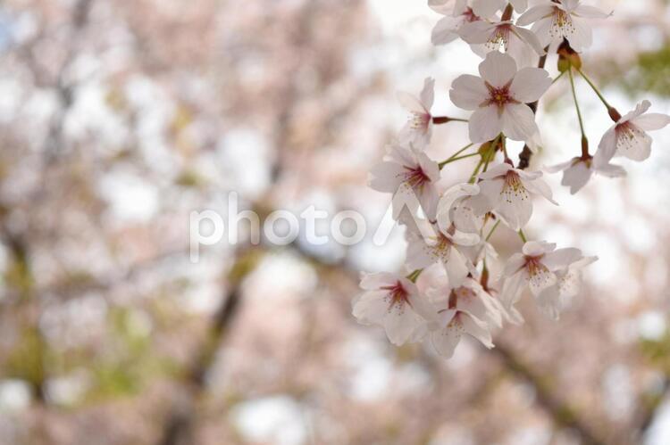 桜咲く季節６ 桜,ソメイヨシノ,桜の花の写真素材