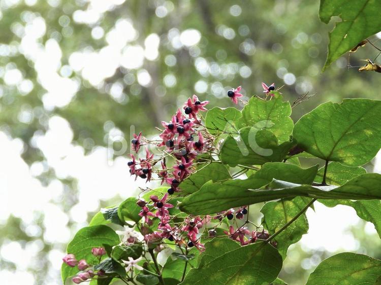 実のなる木 植物,実,木の写真素材