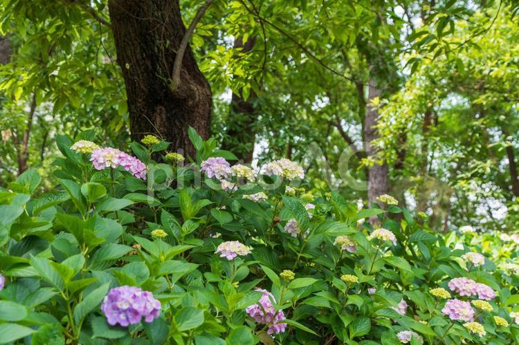 木陰に咲く淡い紫のアジサイ 紫陽花,花,花びらの写真素材