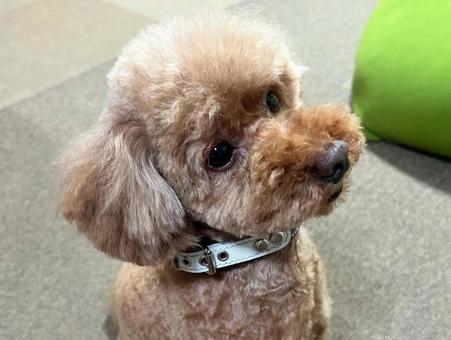 アプリコットのトイプードルの写真