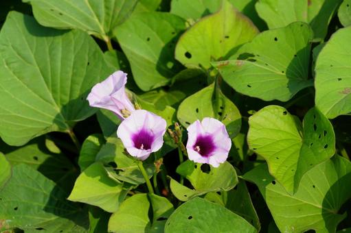 サツマイモの花 サツマイモの花 サツマイモの花,サツマイモ畑,花の写真素材