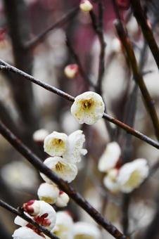 Plum (Tamabotan), JPG Plum (Tamabotan), JPG