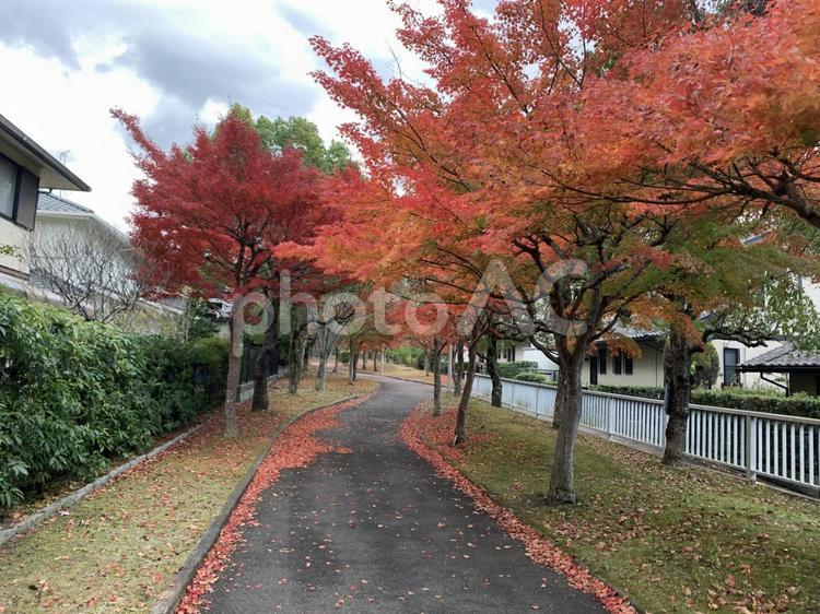 紅葉　もみじ　鮮やか 素材,背景,旅の写真素材
