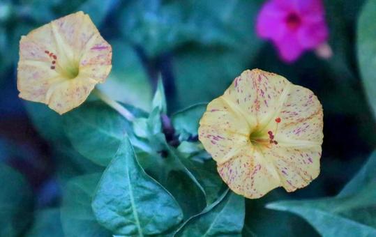 個性を持つ花 個性を持つ花の写真