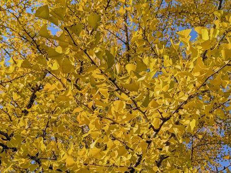 イチョウ イチョウ,黄色,秋の写真素材