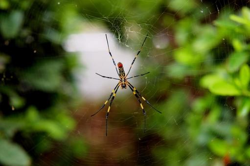 蜘蛛 蜘蛛 生き物,生物,動物の写真素材