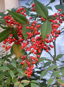 床柱になった 南天,果実,植物の写真素材