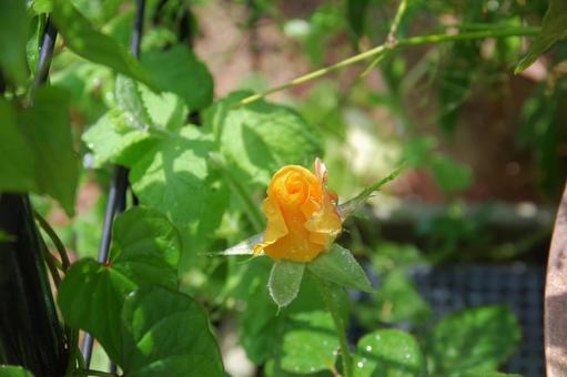 オレンジ色の薔薇の写真