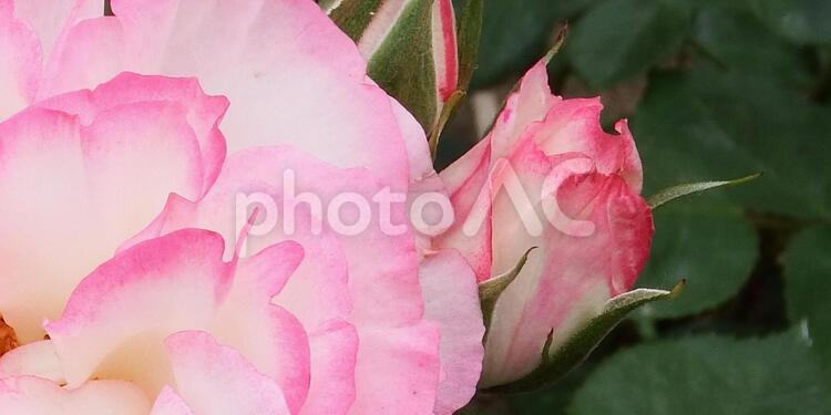 可憐な薔薇の花の蕾 ばら,ニコル,バラの写真素材