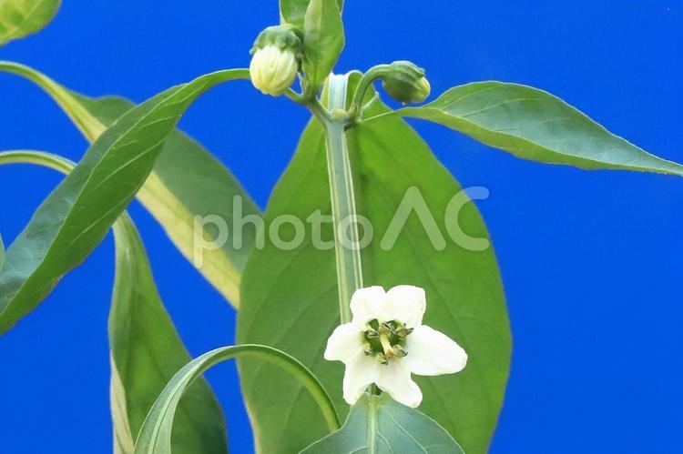 パプりかの花とつぼみ 植物,野菜,パプリカの写真素材