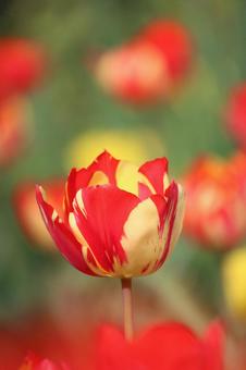 Tulip flowers, JPG Tulip flowers, JPG