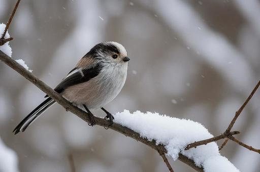 雪が積もる枝にとまるシマエナガ 雪が積もる枝にとまるシマエナガの写真