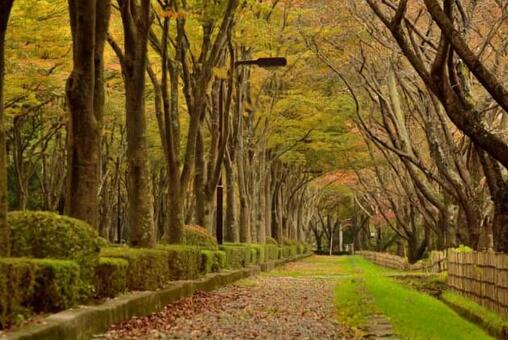 並木道の写真