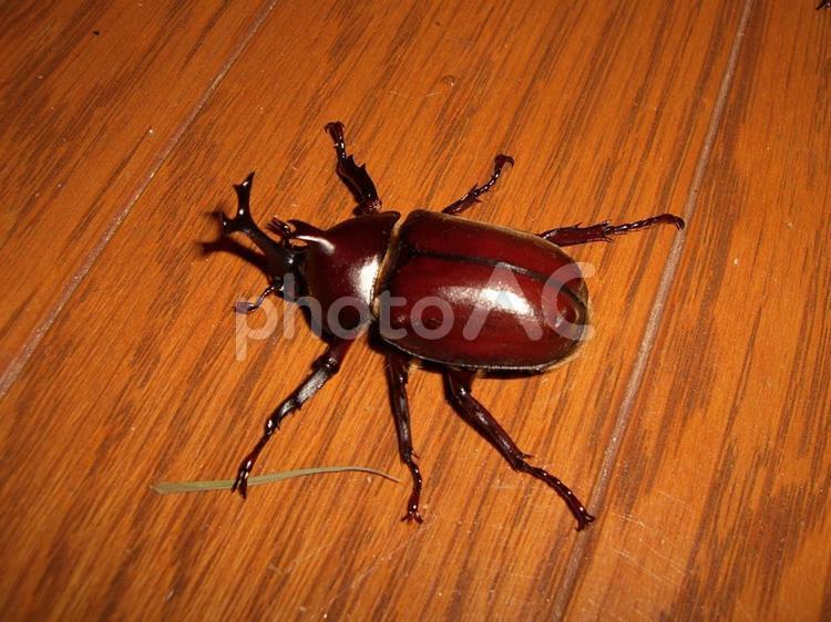 部屋で散歩するカブトムシ カブトムシ,手足を広げる,茶色の写真素材