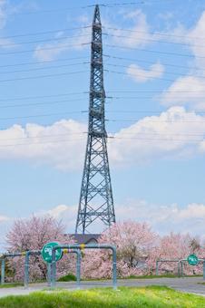 北海道の桜開花 北海道の桜開花 桜,サクラ,エゾヤマザクラの写真素材