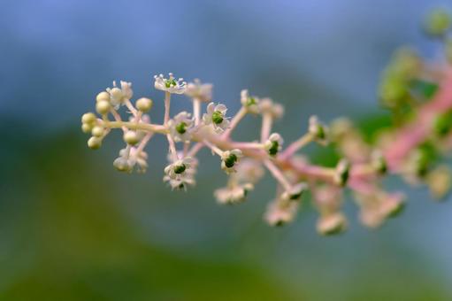 Photo, yoshi yamagonbo, weed, mountain grass, 