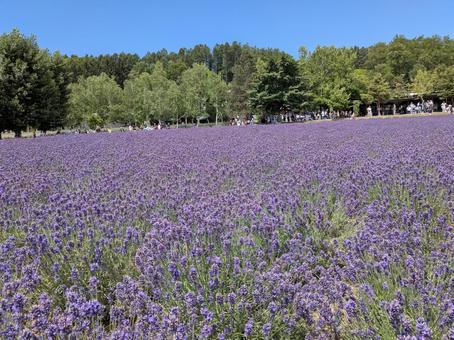 ラベンダー ラベンダーの写真