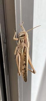 秋のいきもの 秋,バッタ,秋の虫の写真素材