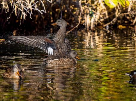 池で羽ばたくオカヨシガモ オカヨシガモ,カモ,鴨の写真素材