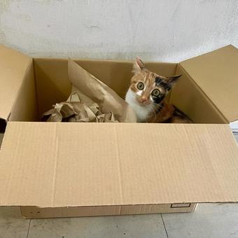 段ボール大好き 段ボール大好き 猫,段ボール,可愛いの写真素材