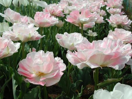 チューリップ・Tulips　咲く風景 球根植物,チューリップ,風景の写真素材