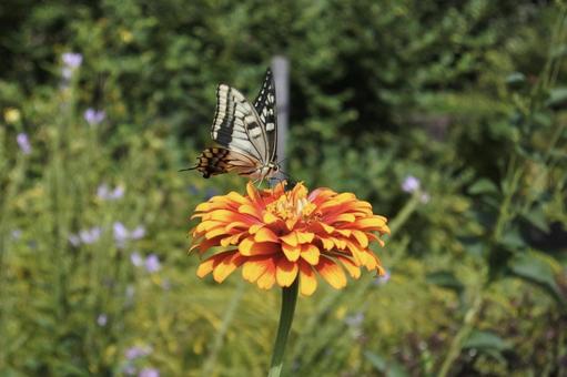 アゲハ蝶と花② アゲハ蝶と花② 蝶々,アゲハ,アゲハ蝶の写真素材
