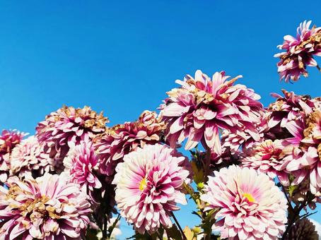 空と紫の菊 ピンク,きれい,自然の写真素材