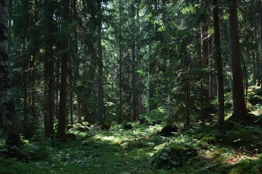 苔生す大地と木々のコントラスト 苔生す大地と木々のコントラストの写真