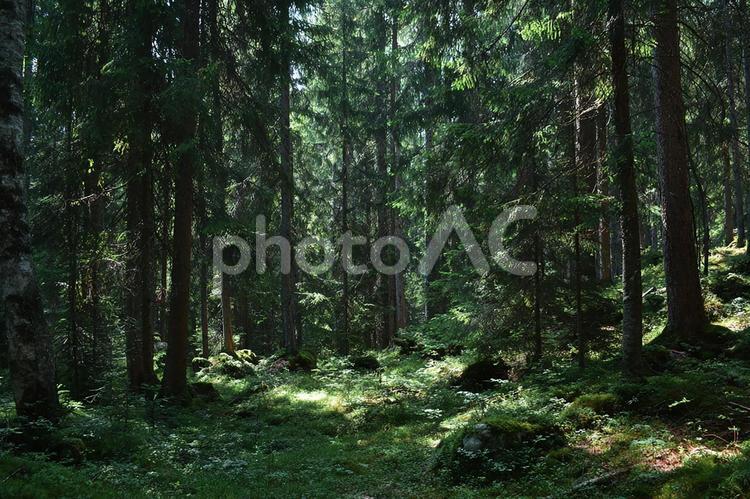 苔生す大地と木々のコントラスト 森,森林,深林の写真素材