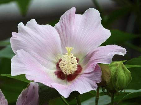 きれいな花 きれいな花の写真