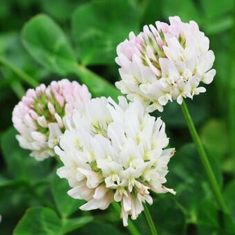 シロツメクサ１ シロツメクサ,きれい,花の写真素材