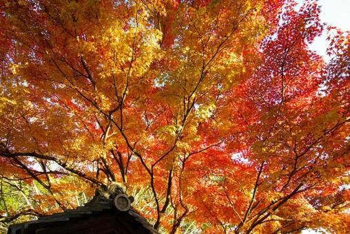 燃える紅葉 燃える紅葉の写真