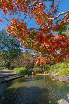 紅葉と池 紅葉と池 紅葉,モミジ,紅葉狩りの写真素材