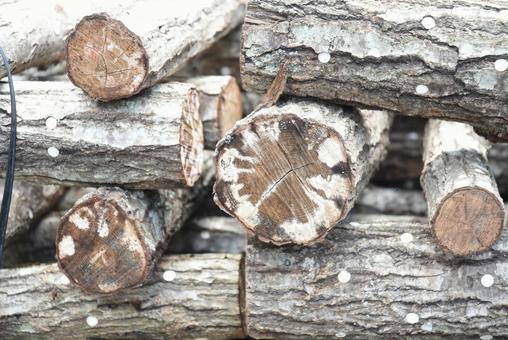 原木椎茸がたくさん並んでいる 椎茸,きのこ,原木の写真素材