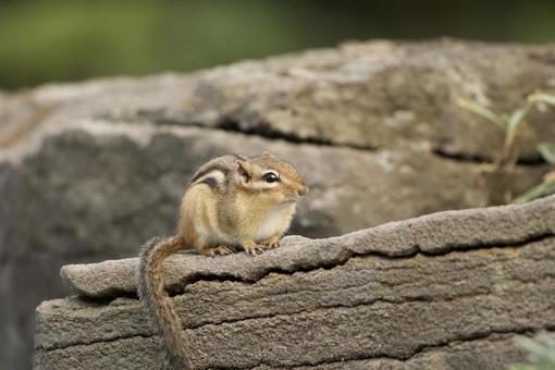 Chipmunk, JPG Chipmunk, JPG