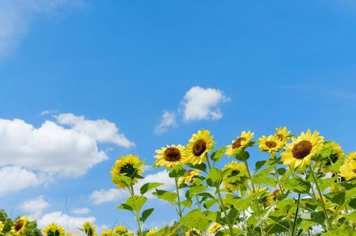 雲広がる青空とひまわり畑のコントラストの写真