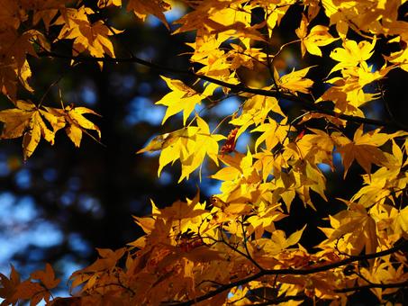 紅葉（瑞牆山） 紅葉,秋,10月の写真素材