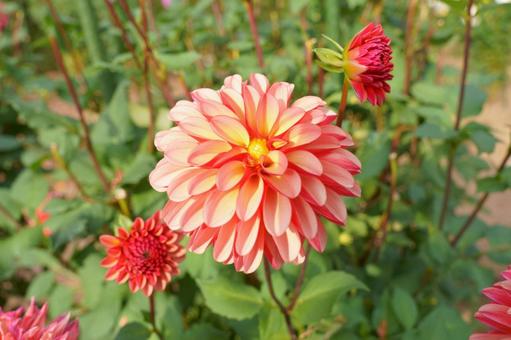 ダリア ダリア,花,つぼみの写真素材