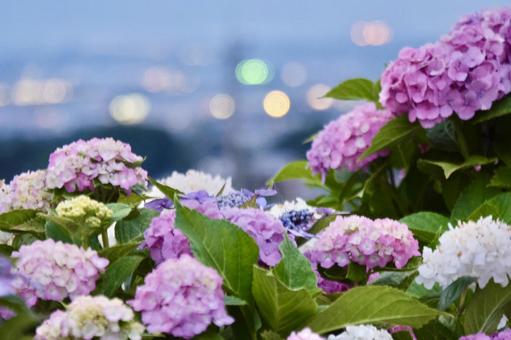 紫陽花 紫陽花の写真