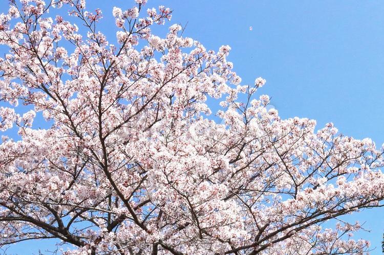 さくらソメイヨシノ 花,さくら,桜の写真素材