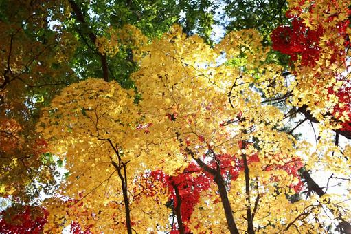 函館香雪園の艶やかな美しい黄色の紅葉 函館香雪園の艶やかな美しい黄色の紅葉の写真