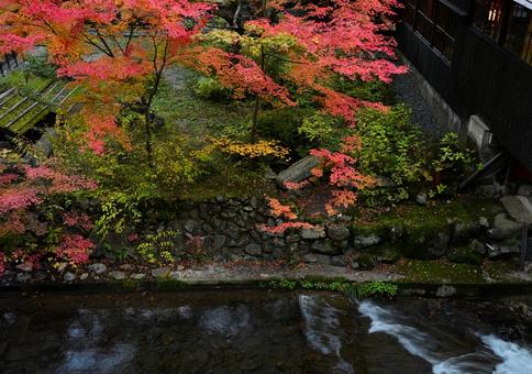 モミジの紅葉とせせらぎ もみじ,紅葉,赤の写真素材