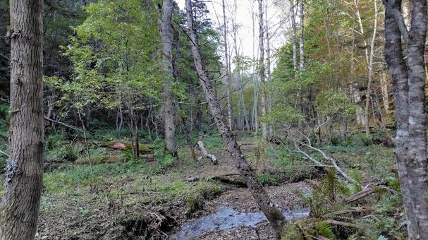 小川が流れる森林 小川が流れる森林 小川,木,森林の写真素材