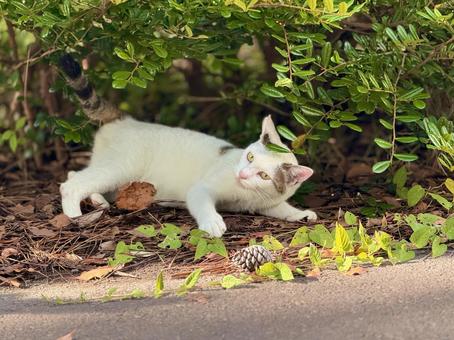 はしゃぐシロキジ猫 はしゃぐシロキジ猫 ネコ,のらねこ,動物の写真素材
