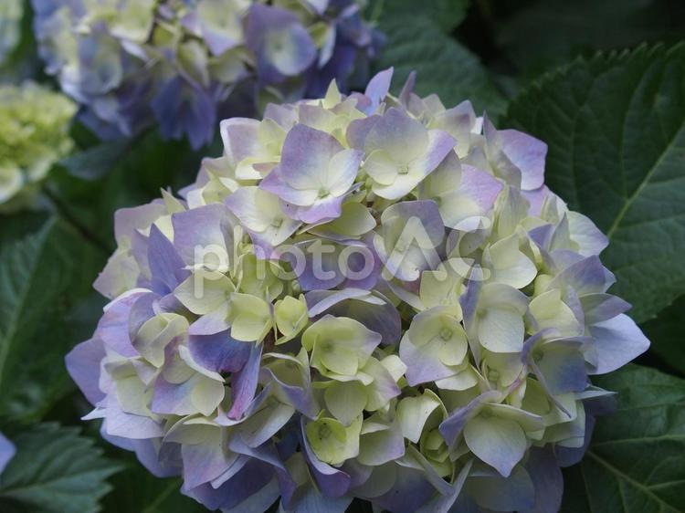 紫とピンクと白が混じった紫陽花のアップ 紫陽花,あじさい,アジサイの写真素材