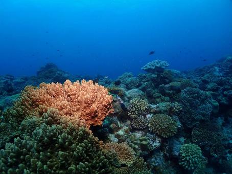 沖縄の海の写真