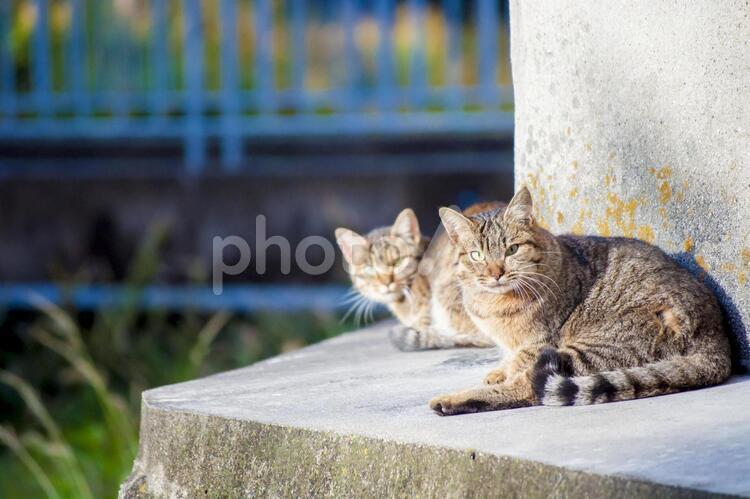 2匹のキジトラ 野良猫,キジトラ,猫の写真素材